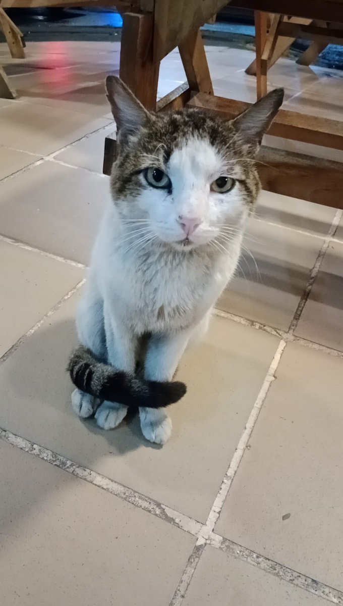 oiganaestas's tweet photo. Necesito un hogar de paso en Medellín para este nene que vive en la calle, preferiblemente solito mientras se le hacen las pruebas de virales, info aquí ❤️🥺 https://t.co/DUuN6kz9ko