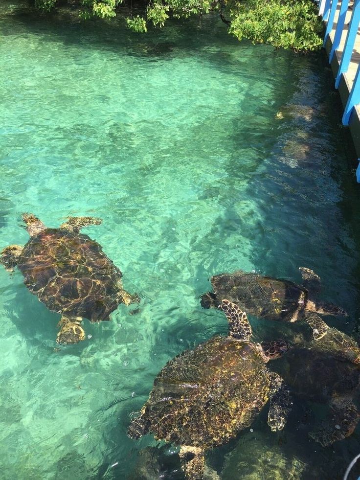 lailabernadi's tweet photo. 🐢 https://t.co/37TIbBG3ax