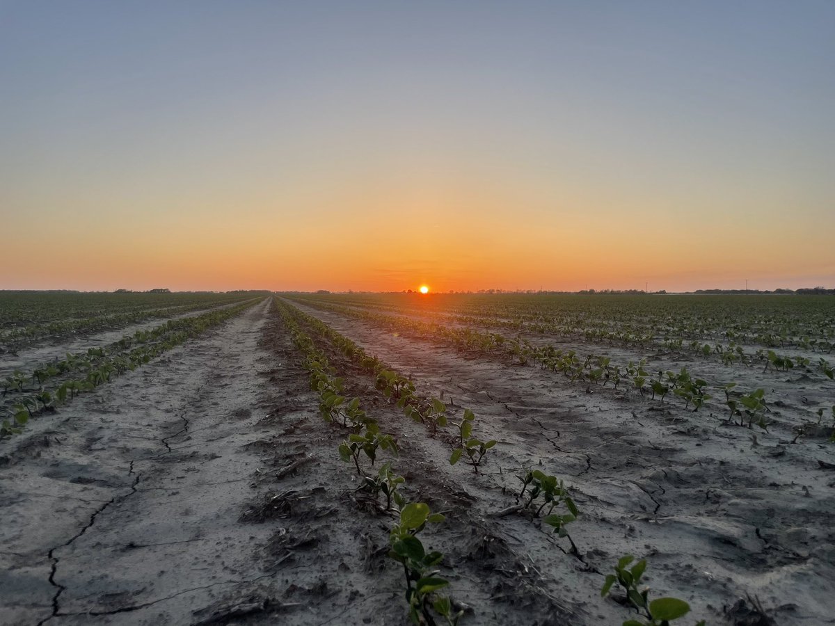 JJDAVIS12061958's tweet photo. Beautiful sunset over a field #Agrigold 4820rx soybeans! The simplest things are so magnificent! #AgrigoldSouth #sunsets https://t.co/RmBSl9ctIn