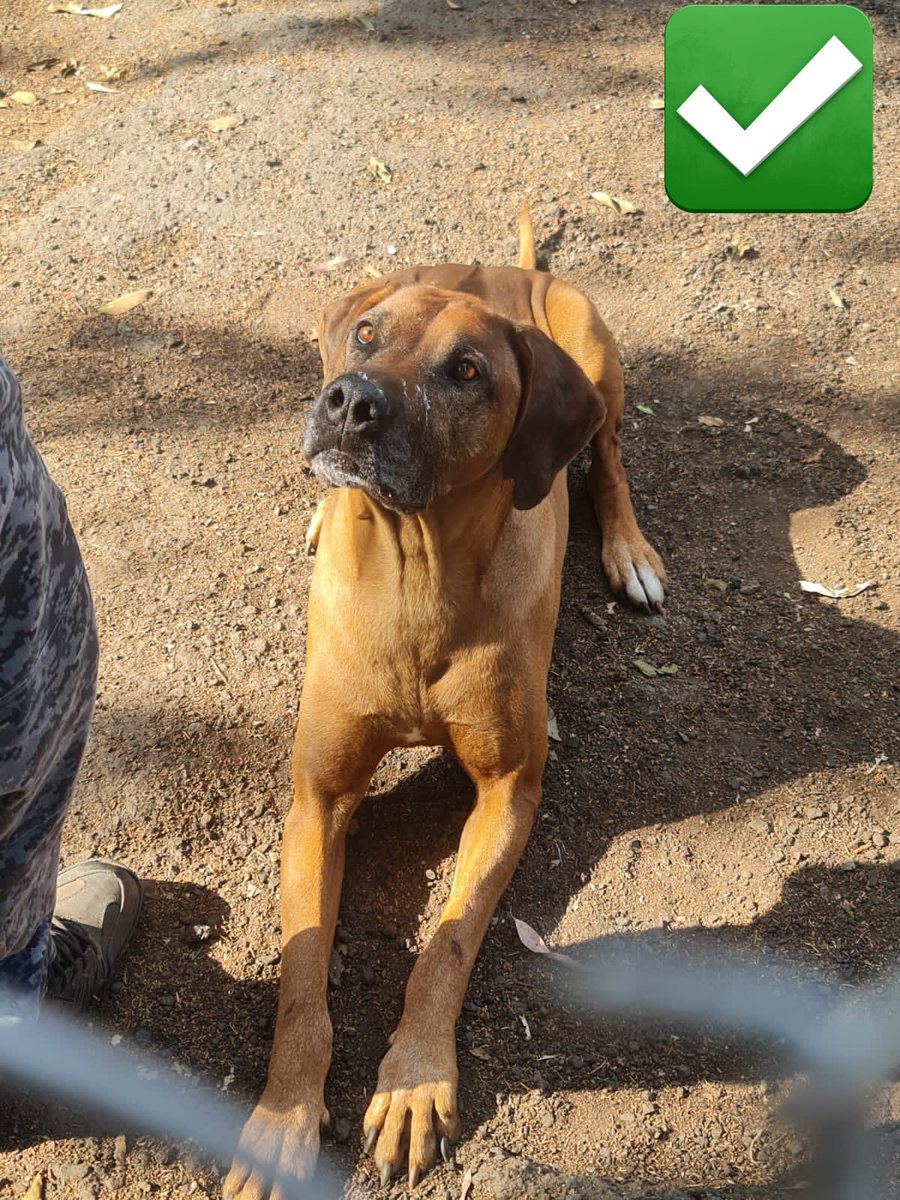 LetyVarela's tweet photo. Actualización…  

100 días después de atención médica y cuidados intensivos en Brigada de Vigilancia Animal @SSC_CDMX así lucen #Azelo y #Azela rescatados del #MaltratoAnimal 

*Aquí fotos de como los rescatamos y cómo lucen hoy 

Gracias a tod@s ustedes por confiar en nosotr@s https://t.co/vxazCZyi1q