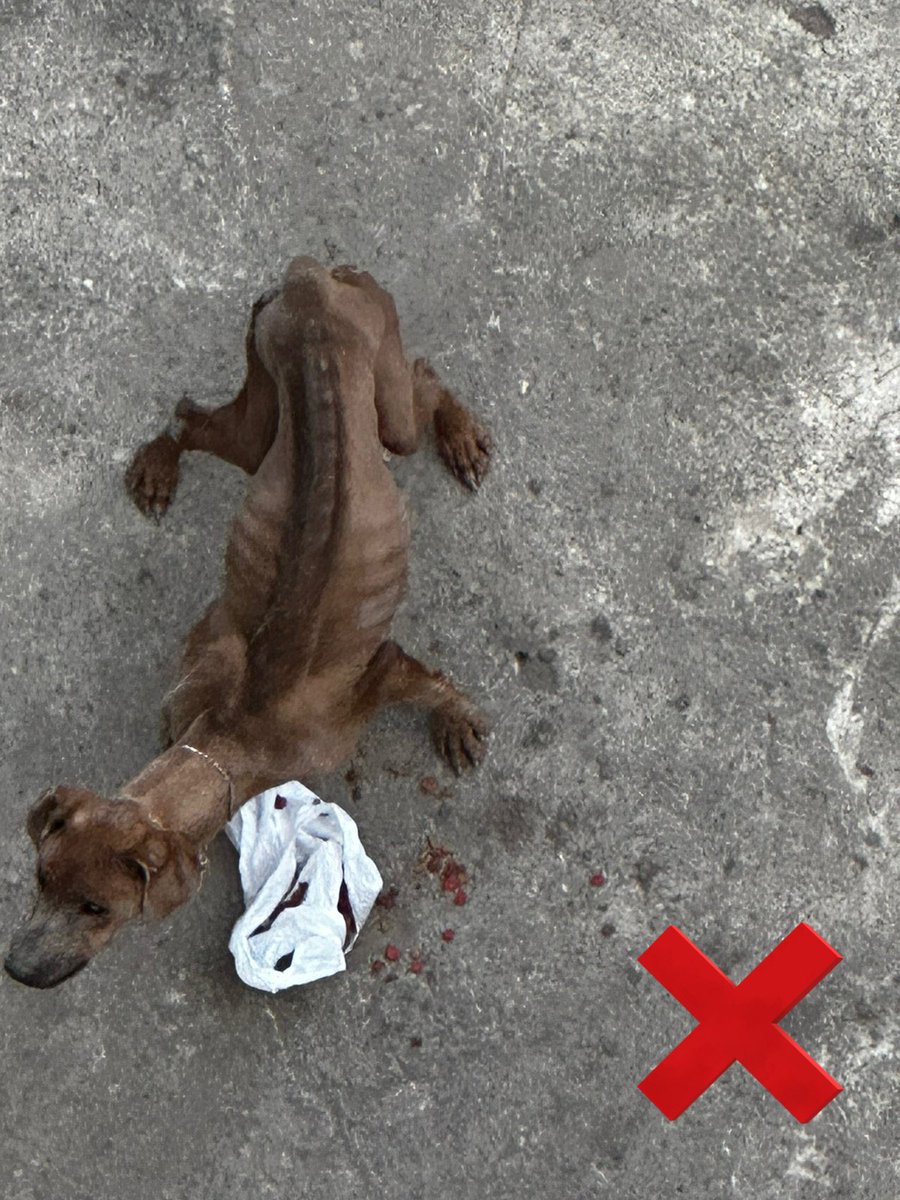 LetyVarela's tweet photo. Actualización…  

100 días después de atención médica y cuidados intensivos en Brigada de Vigilancia Animal @SSC_CDMX así lucen #Azelo y #Azela rescatados del #MaltratoAnimal 

*Aquí fotos de como los rescatamos y cómo lucen hoy 

Gracias a tod@s ustedes por confiar en nosotr@s https://t.co/vxazCZyi1q