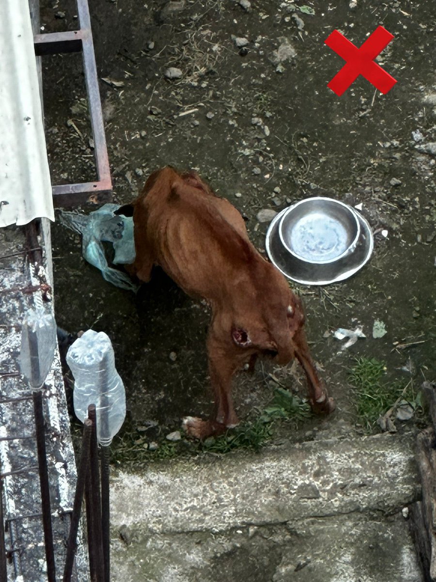 LetyVarela's tweet photo. Actualización…  

100 días después de atención médica y cuidados intensivos en Brigada de Vigilancia Animal @SSC_CDMX así lucen #Azelo y #Azela rescatados del #MaltratoAnimal 

*Aquí fotos de como los rescatamos y cómo lucen hoy 

Gracias a tod@s ustedes por confiar en nosotr@s https://t.co/vxazCZyi1q