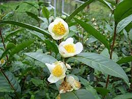 50Plushealths's tweet photo. #GreenTea, The Beverage In the Alleviated Symptoms, Reduces Risk and Treatment of Polymyalgia #Rheumatica (PMR) https://t.co/YwpAgBgZbT https://t.co/cAUcvIXP0l
