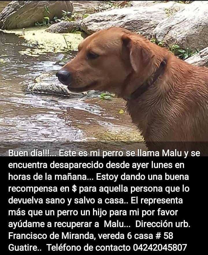Zona Caracas, Guarenas, Guatire ✌️🙏🐶