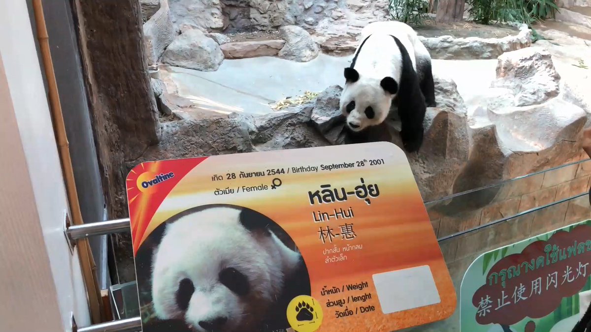 NightPhoomin's tweet photo. ลาก่อน ‘#หลินฮุ่ย’ (19/4/66) 🐼
เสียชีวิตอายุ 21 ปี สาเหตุยังไม่ทราบแน่ชัด รอผลจากสวนสัตว์เป็นทางการ 

ถือว่าเป็นการจบหน้าที่ ทูตสันถวไมตรีหมีแพนด้า ระหว่างไทย-จีน สำหรับหลินฮุ่ย เกิด 28 กันยายน 2544 ที่ศูนย์วิจัยและอนุรักษ์แพนด้ายักษ์ เขตอนุรักษ์วู่หลง เมืองเฉิงตู มณฑลเสฉวน จีน

เธอเคยอาศัยในสวนสัตว์เชียงใหม่คู่กับ #ช่วงช่วง มีลูกด้วยกันชื่อ #หลินปิง ส่วนแพนด้าเพศผู้เสียชีวิตไปก่อนหน้านี้ เมื่อปี 2562 #แพนด้า