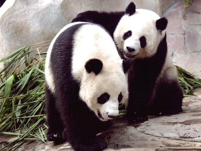 NightPhoomin's tweet photo. ลาก่อน ‘#หลินฮุ่ย’ (19/4/66) 🐼
เสียชีวิตอายุ 21 ปี สาเหตุยังไม่ทราบแน่ชัด รอผลจากสวนสัตว์เป็นทางการ 

ถือว่าเป็นการจบหน้าที่ ทูตสันถวไมตรีหมีแพนด้า ระหว่างไทย-จีน สำหรับหลินฮุ่ย เกิด 28 กันยายน 2544 ที่ศูนย์วิจัยและอนุรักษ์แพนด้ายักษ์ เขตอนุรักษ์วู่หลง เมืองเฉิงตู มณฑลเสฉวน จีน

เธอเคยอาศัยในสวนสัตว์เชียงใหม่คู่กับ #ช่วงช่วง มีลูกด้วยกันชื่อ #หลินปิง ส่วนแพนด้าเพศผู้เสียชีวิตไปก่อนหน้านี้ เมื่อปี 2562 #แพนด้า