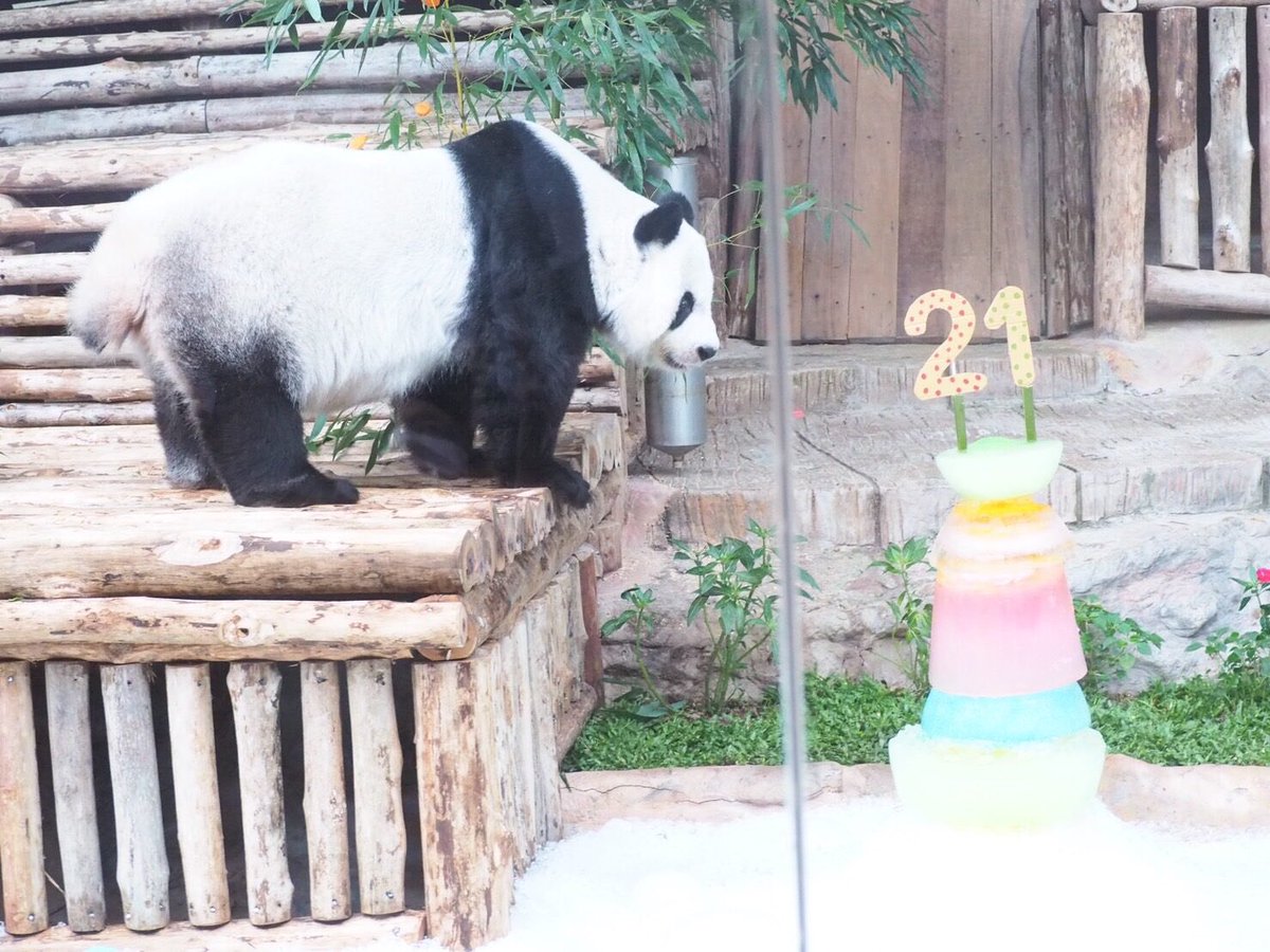 NightPhoomin's tweet photo. ลาก่อน ‘#หลินฮุ่ย’ (19/4/66) 🐼
เสียชีวิตอายุ 21 ปี สาเหตุยังไม่ทราบแน่ชัด รอผลจากสวนสัตว์เป็นทางการ 

ถือว่าเป็นการจบหน้าที่ ทูตสันถวไมตรีหมีแพนด้า ระหว่างไทย-จีน สำหรับหลินฮุ่ย เกิด 28 กันยายน 2544 ที่ศูนย์วิจัยและอนุรักษ์แพนด้ายักษ์ เขตอนุรักษ์วู่หลง เมืองเฉิงตู มณฑลเสฉวน จีน

เธอเคยอาศัยในสวนสัตว์เชียงใหม่คู่กับ #ช่วงช่วง มีลูกด้วยกันชื่อ #หลินปิง ส่วนแพนด้าเพศผู้เสียชีวิตไปก่อนหน้านี้ เมื่อปี 2562 #แพนด้า