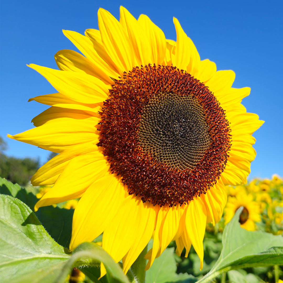 SamsungMobile's tweet photo. Epic details are never lost with 200MP High-resolution. Capture epic details around you and share with us by replying to this thread with #SharetheEpic. #GalaxyS23 Ultra

Learn more: https://t.co/gRKZn977x0
