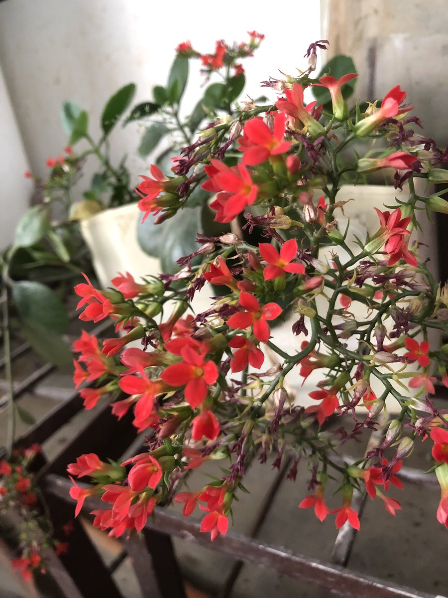 BindyaTikoo's tweet photo. A rainy morning and a blooming terrace garden, brings you peace
Stay peaceful within and let the garden of your soul bloom with flowers called LOVE
#ridetolife #bennyzpen
#स्वस्थरहेंमस्तरहें https://t.co/nAIhtAwm9v