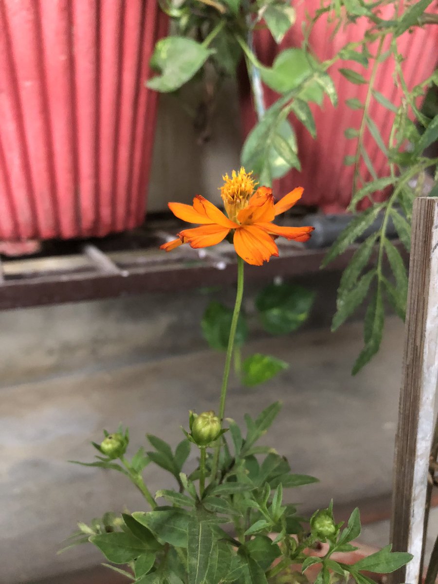 BindyaTikoo's tweet photo. A rainy morning and a blooming terrace garden, brings you peace
Stay peaceful within and let the garden of your soul bloom with flowers called LOVE
#ridetolife #bennyzpen
#स्वस्थरहेंमस्तरहें https://t.co/nAIhtAwm9v
