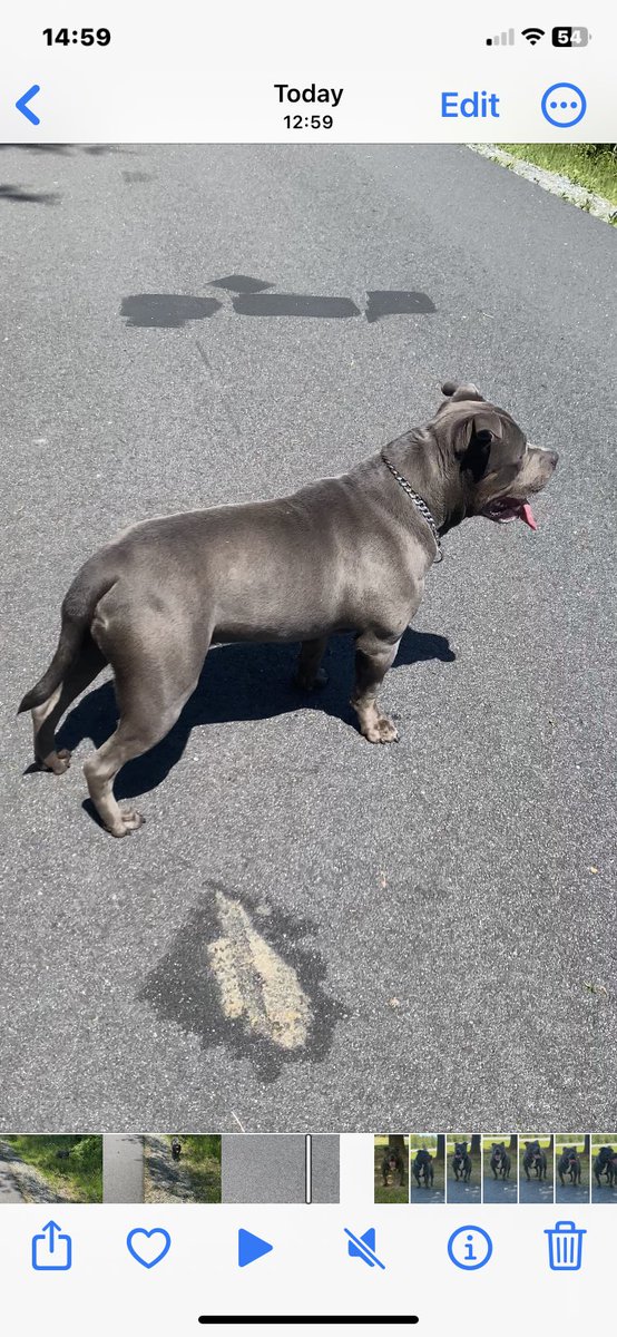 Chubbz447's tweet photo. DHK/HBz Kassius Klay will be searching for the ladies in a couple of months , I will continue to post video showing his continued growth, activities etc, again he is also embark clear .
#harrisbulliez #kassiusklay #americanbully #abkc #icbr https://t.co/QatxXToNtG