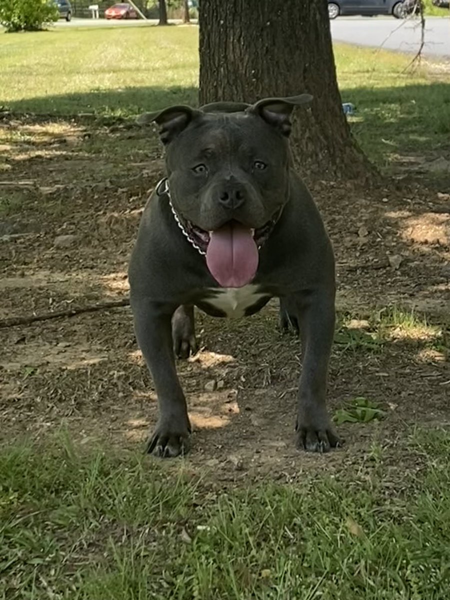 Chubbz447's tweet photo. DHK/HBz Kassius Klay will be searching for the ladies in a couple of months , I will continue to post video showing his continued growth, activities etc, again he is also embark clear .
#harrisbulliez #kassiusklay #americanbully #abkc #icbr https://t.co/QatxXToNtG