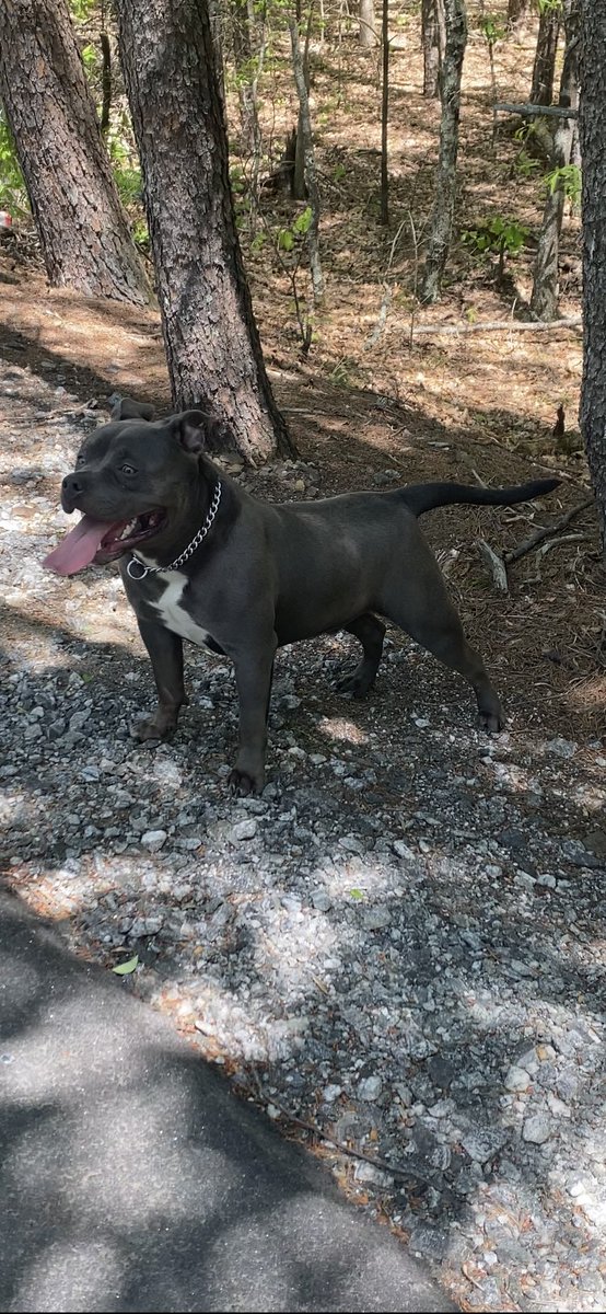 Chubbz447's tweet photo. DHK/HBz Kassius Klay will be searching for the ladies in a couple of months , I will continue to post video showing his continued growth, activities etc, again he is also embark clear .
#harrisbulliez #kassiusklay #americanbully #abkc #icbr https://t.co/QatxXToNtG