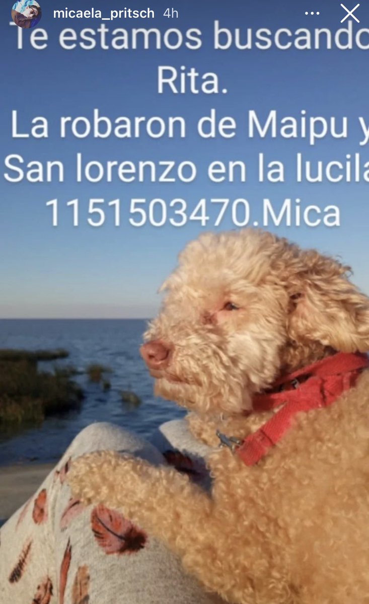chclaire's tweet photo. Un delincuente se robo a Rita que estaba atada en la puerta de un súper en la Lucila Vicente López. Por favor RT para encontrarla 🙏🏻🙏🏻🙏🏻 @paulitachaves @nikitaneumann @AngeldebritoOk @mery_delcerro @telefenoticias @AmericaNoticias @todonoticias https://t.co/OozShFm7bz