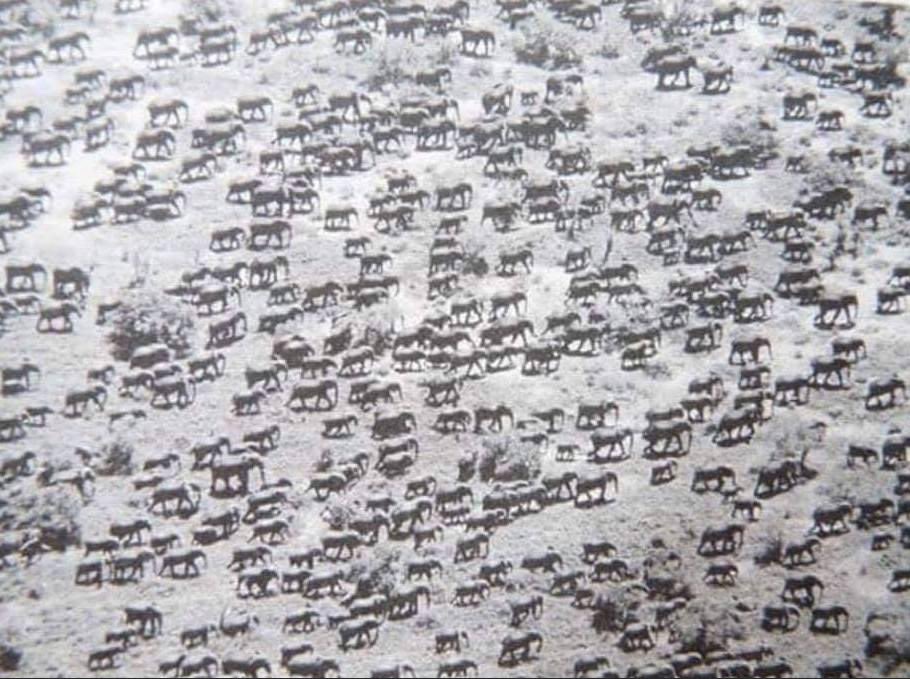 About 35,000 elephants (not all in pic) desperately searching of water during a period of horrific drought in Tsavo, Kenya, 1970s.