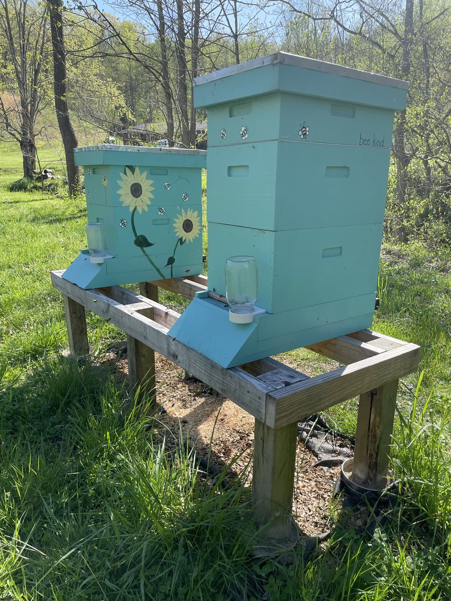 Added a queen excluder and super to the Carniolan hive today. It’s amazing how quickly this hive has grown in comparison to the Italians.