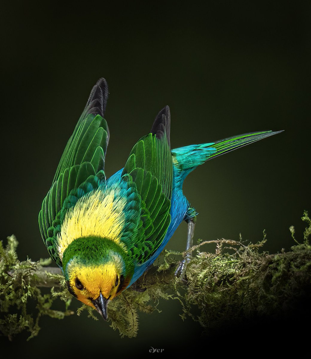 El color en su máxima expresión.

Tangará Multicolor / Multicolored Tanager
#BirdsSeenIn2023 #AvesDeColombia