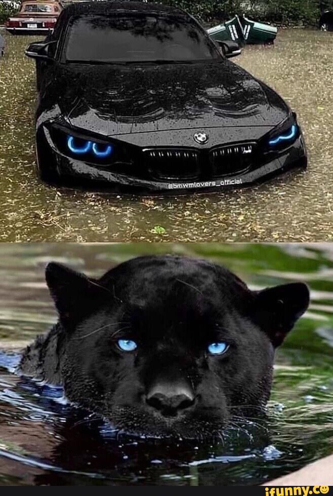 William Johnson the 3rd (@celticwolf32) on Twitter photo 