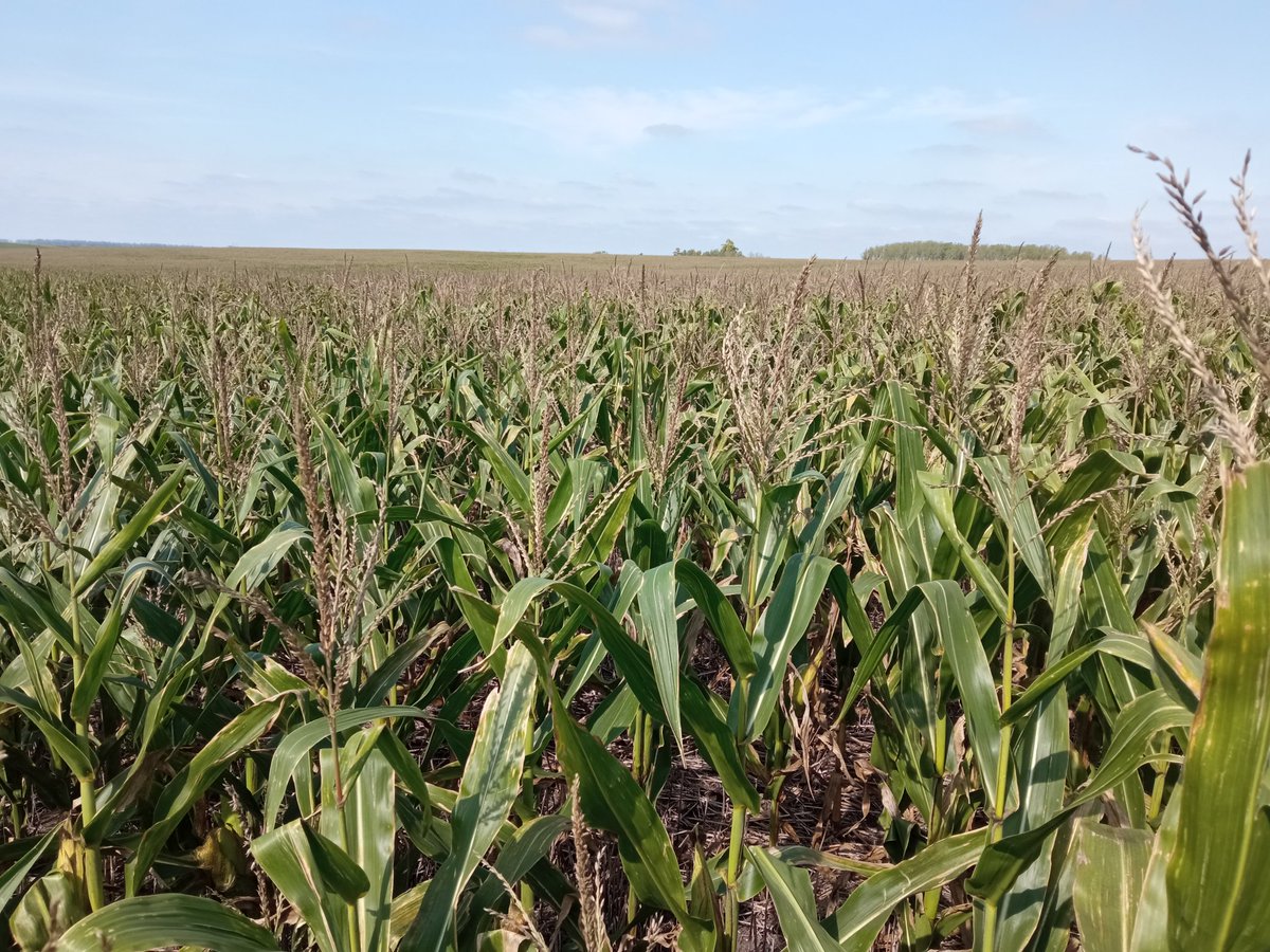Maíz NS 7921 VIP3 CL y NS 7818 VIP3 de segunda en secano

📍Constancia, Paysandú

De recorrida con el ingeniero <a href="/amazzilliemed/">Alvaro Mazzilli</a> técnico responsable de Agrocentro Salto

Afortunadamente ligaron algunos chaparrones en período crítico más que en otros lados y hay potencial de cosecha