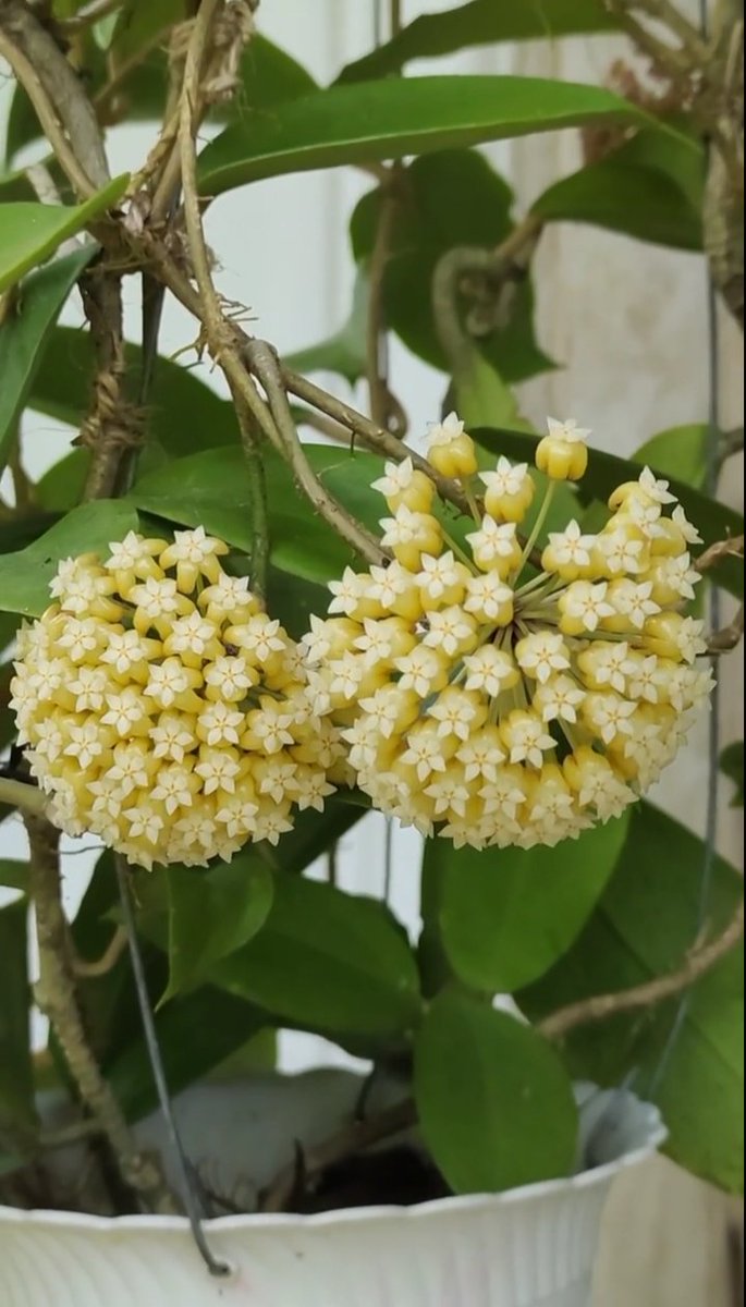 Samantha0797's tweet photo. Mama's Hoyas are in full bloom!👇🏻 kinda missed these guys.🤭
Happy Hump Day Beautiful and Sweet Tweeps!😊
#Viewtiful
#GodsGift
#MamasBabies https://t.co/HGnbJObfhq