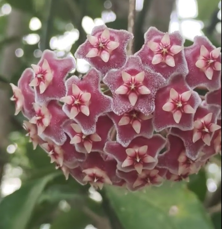 Samantha0797's tweet photo. Mama's Hoyas are in full bloom!👇🏻 kinda missed these guys.🤭
Happy Hump Day Beautiful and Sweet Tweeps!😊
#Viewtiful
#GodsGift
#MamasBabies https://t.co/HGnbJObfhq