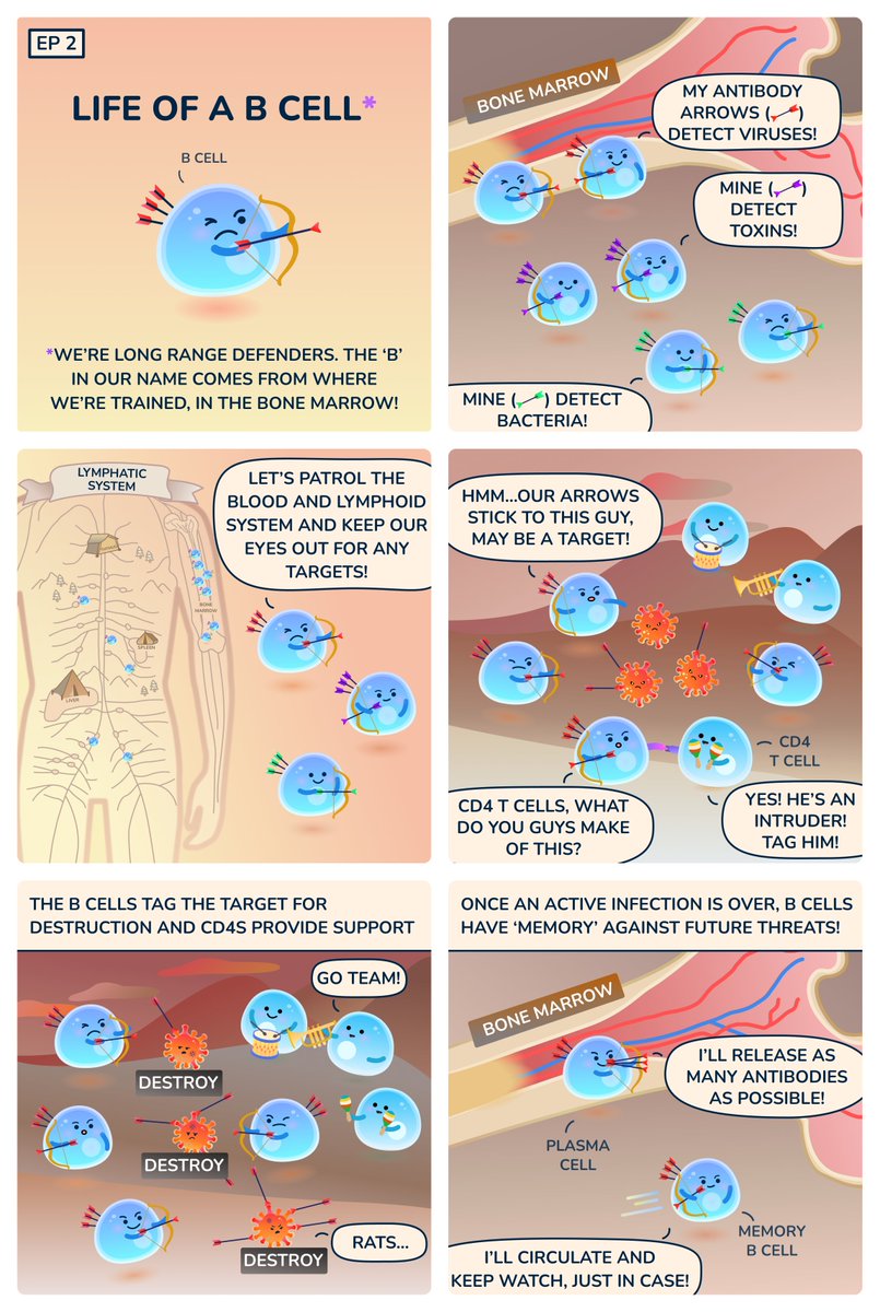 B Cells: Our long-range protectors
#cellstories #biotech #immunology #AACR2023