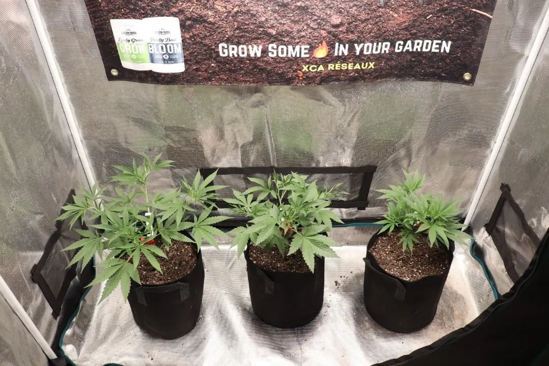 #repost from @xcareseaux

UF2000, 100W &amp; Upgrade driver
🌱$39.99 in amazon.com/unitfarm🌱
🌱CS$59.99 in amazon.ca/unitfarm🌱

#ledgrow #ledgrown #ledgrowlights #ledgrowlight #ledplantlight #ledgrowlightbar #lm301h #growlights #growlight #growlighting #spacesaver