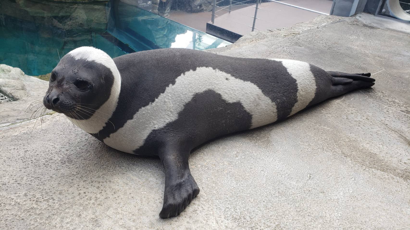 かっこよいツートーンカラー蝕像アクアマリンF/オマケ付き かっこよいツートーンカラー蝕像アクアマリンF/オマケ付き