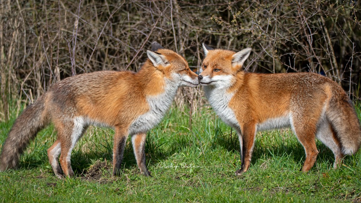 Beautiful red foxes greeting one another.

I was taking a photograph of the vixen on the right when to dog fox walked into the frame. #SpecialMoment 

#repost #FoxOfTheDay #wildlife #wildlifephotography #TwitterNatureCommunity #fox #redfox #redfoxes

vickyoutenphotography.com