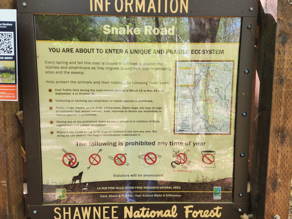 raistlinorr's tweet photo. Went for another hike on #SnakeRoad #SnakeRoadIllinois #ShawneeNationalForest again today. What an amazing day. Five snakes of four different species. #Herpetology https://t.co/wvM9v6d3UP