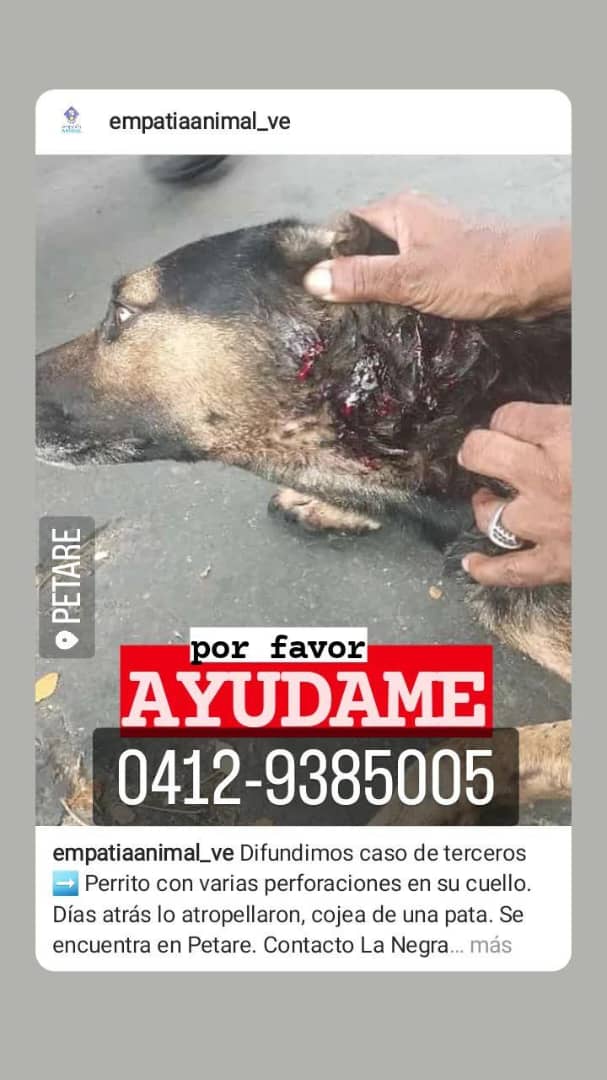 Ma_Elisa_G's tweet photo. Perrito en #Petare NECESITA AYUDA URGENTEEEE 🚨 POR FAVOR.  @maigualidav @dchoanimalvzla , contacto 👇🏻 

RT @PerroUsuario @zolangegonzalez @critico2_ @Orenji_Ra @Mary_Jar  @BigMaglyRedSox @albertoestiburo  @CanalAnimal @vetehugo @maribeld_ @marypana1 
#Venezuela https://t.co/Q4qsJeiTNA