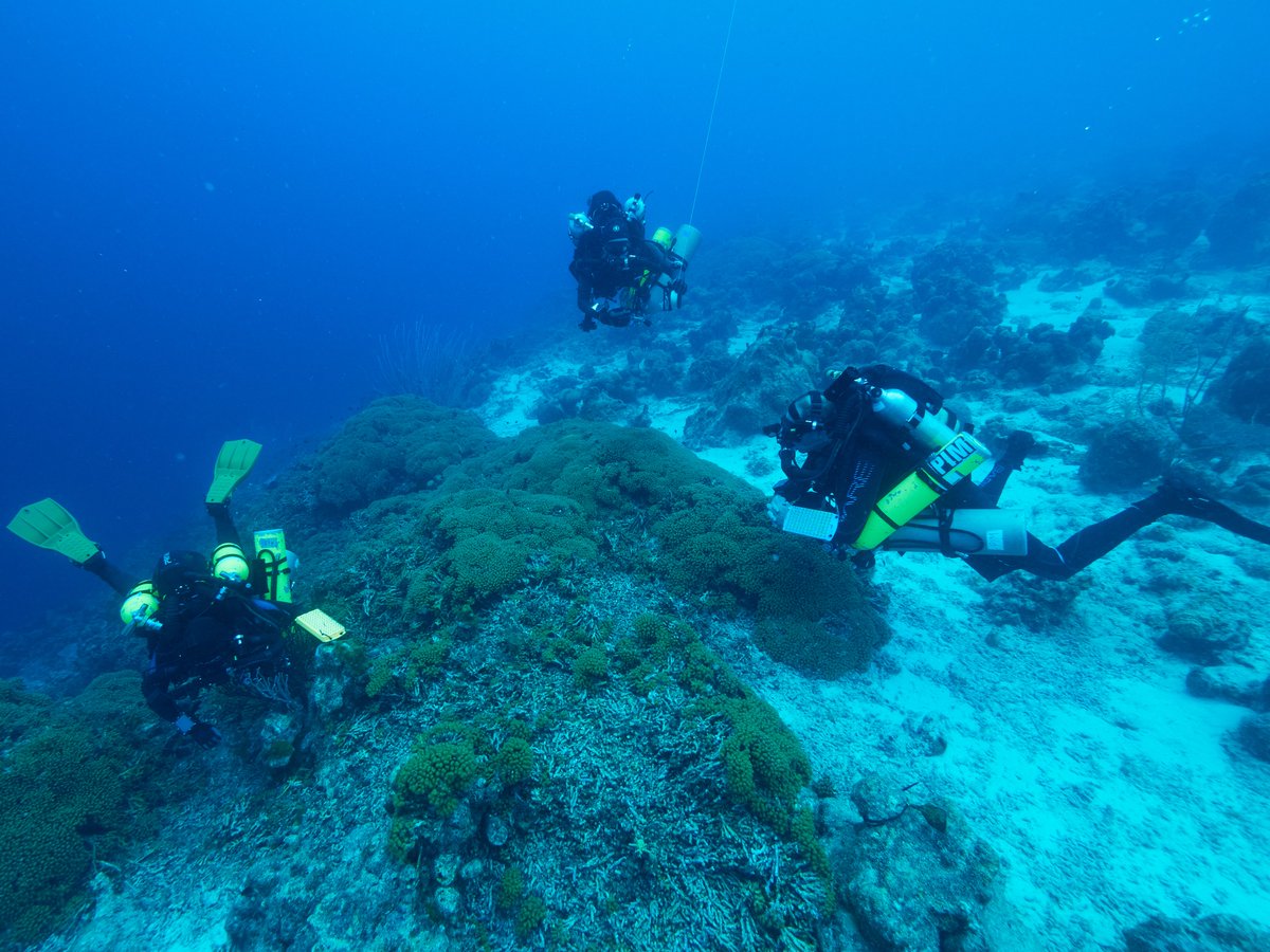 AlelimonHA's tweet photo. On the way back from a successful dive in the beautiful reefs of Curaçao with @pimbongaerts and our DSO Mark Lane #casfieldnotes #hopeforreefs #deeplycurious @calacademy @InkfishExplore 📸 Dave Abbott https://t.co/KHThar9pri