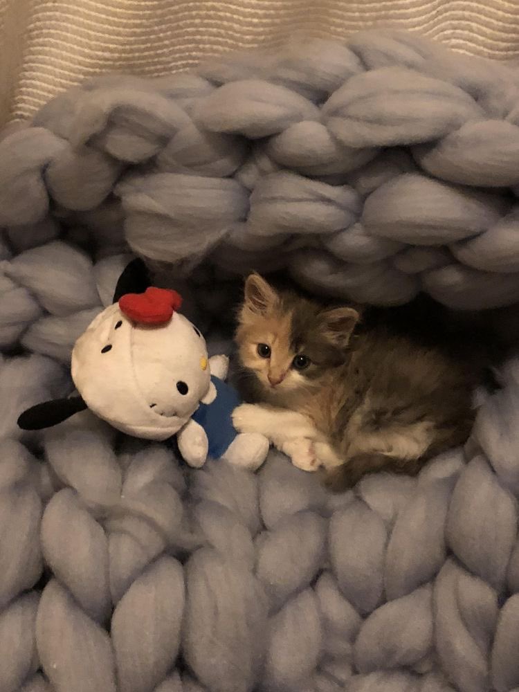 Why you should have a cat tweet media