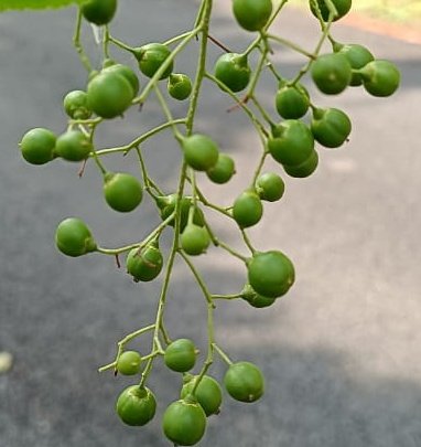 BiotechSanjeet's tweet photo. Intellect plant, Celastrus paniculatus, ज्योतीष्मती, seed oil is used as a brain tonic, Baripada Forest Division, Odisha 
@ajinkyabankar @bsi_moefcc @moayush @NaturalWorldF @nmpb1 @Vkpandianfancl1 @CMO_Odisha @AndAprf #Sanjeet #APRF #medicinal #SMPB #Odisha #Climber https://t.co/GiF9VPKScJ