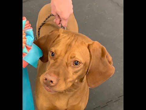 cpriesz's tweet photo. Check out my #treatsandsweetsday for @pet_partners video https://t.co/K0u6zD2qOC https://t.co/sI8nfUilWa