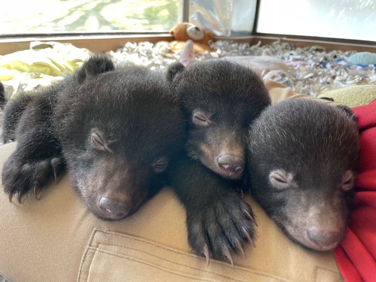 「クマ🐻のスシ詰め、いっちょあがり🍣」