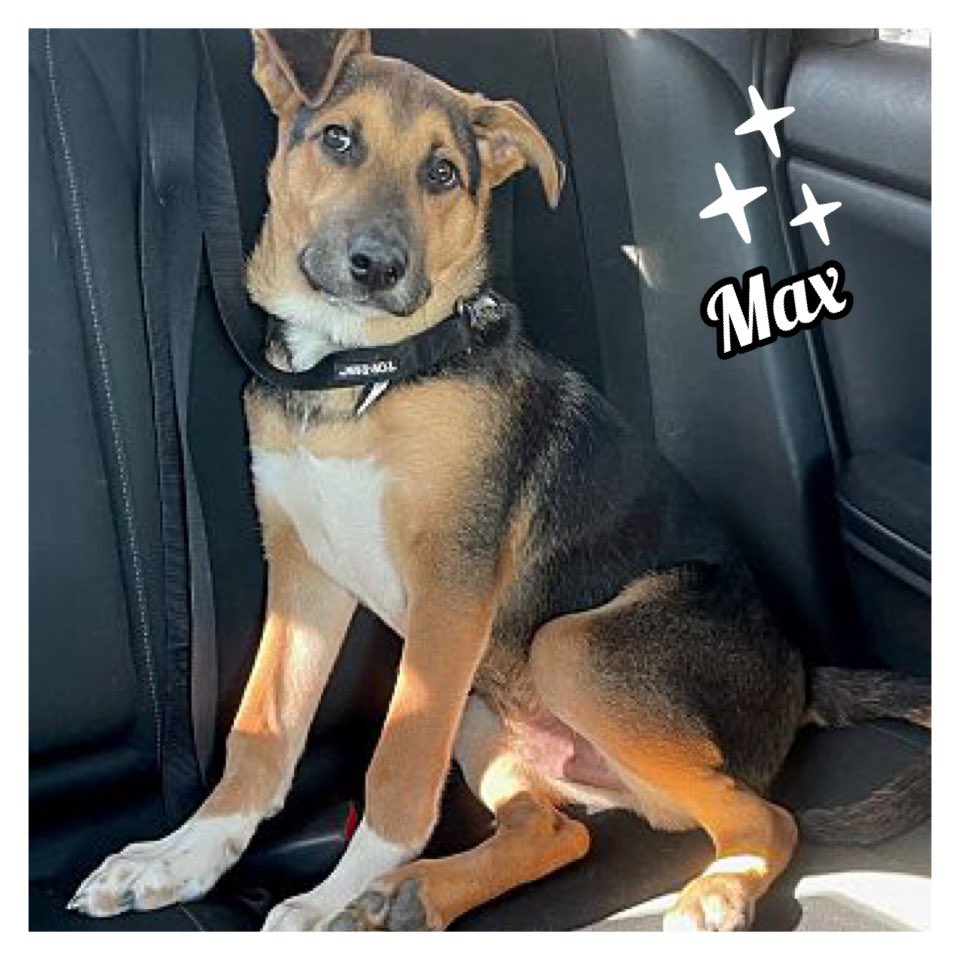 petadoptionfund's tweet photo. ✨MAX✨is a 1.5 yr old handsome #Shepherd boy, and he is looking for his #foreverfamily. 🙏 You can #Adopt MAX by calling ☎️ 818.340.1186 https://t.co/80zLPNlqbd
📍#PetAdoptionFund rescue in LA, CA.
#ShepherdDogsRock #ShepherdMix #puppy #puppylove #AdoptAShelterDog #tricolor https://t.co/u4ScwHoc3W