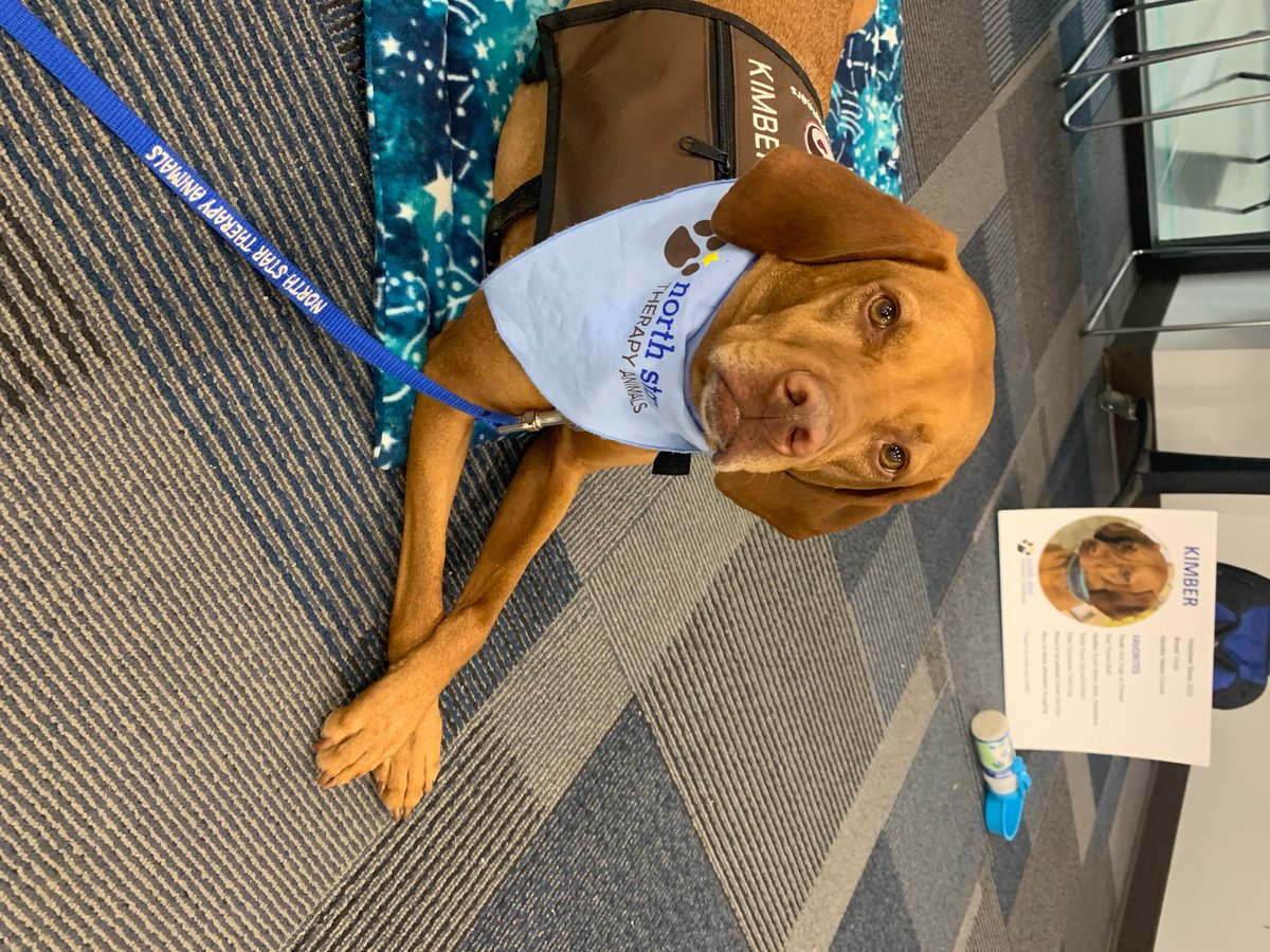 cpriesz's tweet photo. Check out my #treatsandsweetsday for @pet_partners photo https://t.co/K0u6zD2qOC https://t.co/wP9DuxG2Ze