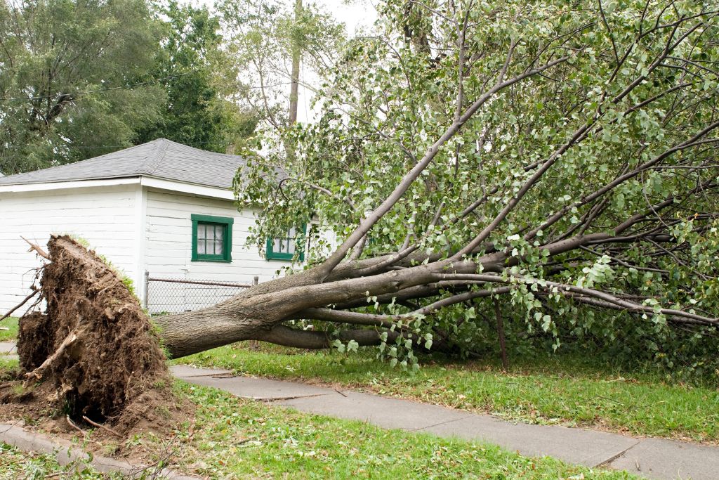 Fallen Tree Removal Responsibility - A 7-Step Guide – They may be beautiful, but they can also fall down. We're talking about trees - and fallen tree removal responsibility can be a murky issue ... jctreeservices.com.au/hints-and-tips…