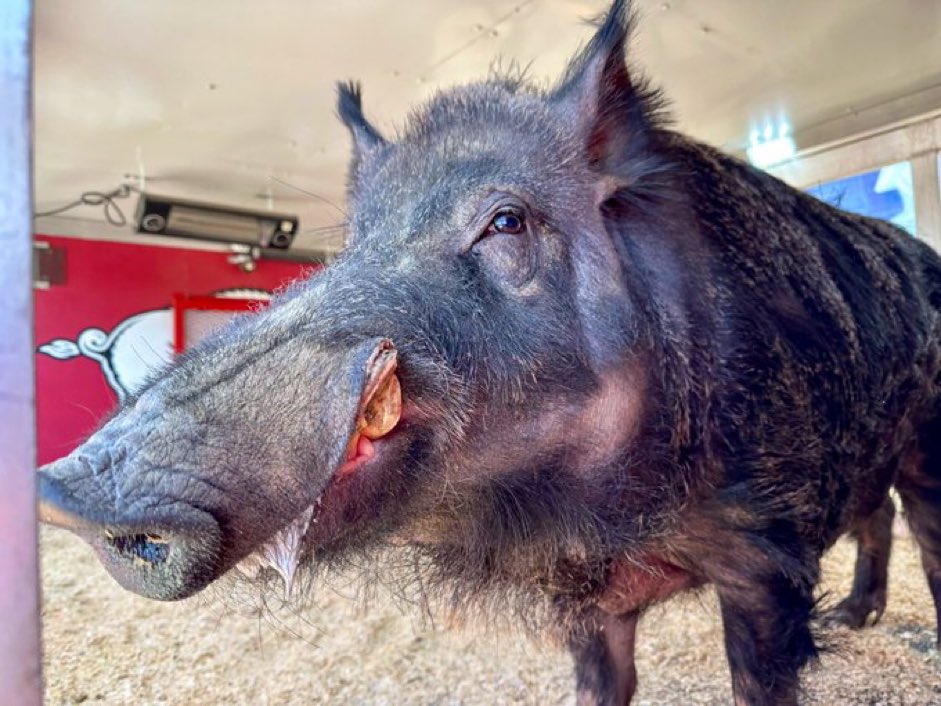 etaylo73's tweet photo. @BigGameBoomer Tusk is adorable - look at his smile.  ❤️🐗 https://t.co/L48QPawQ1s