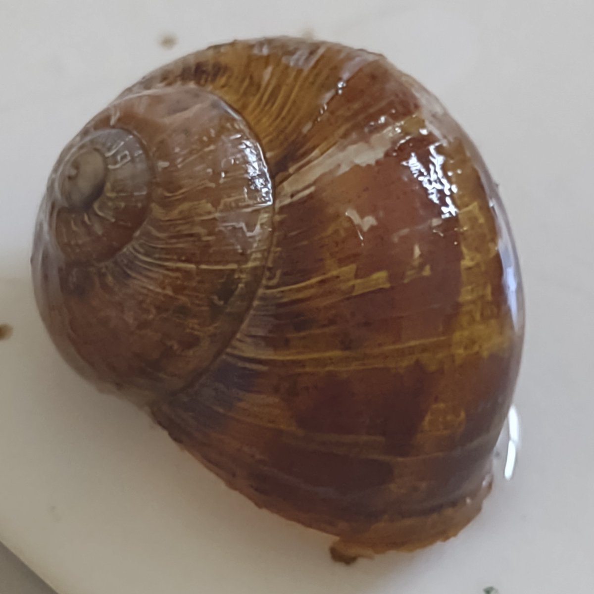 Junerzed's tweet photo. Shell.
Um. Empty???? https://t.co/WdyfS6SkZr