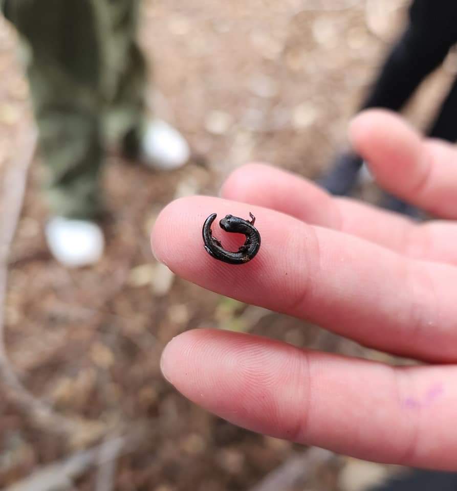 snakeymama's tweet image. A teensy weensy slender mander