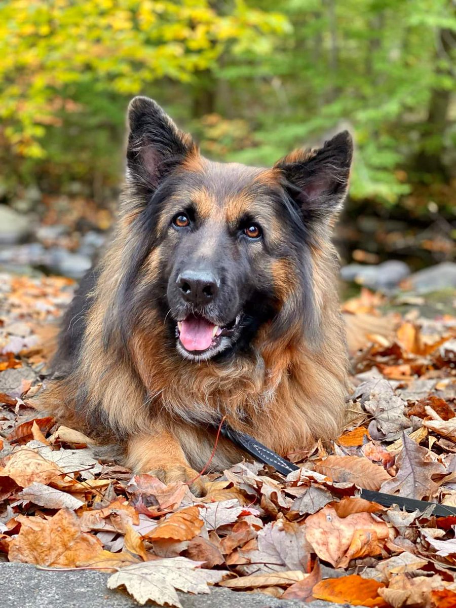 Doggo Info Tweets tweet media