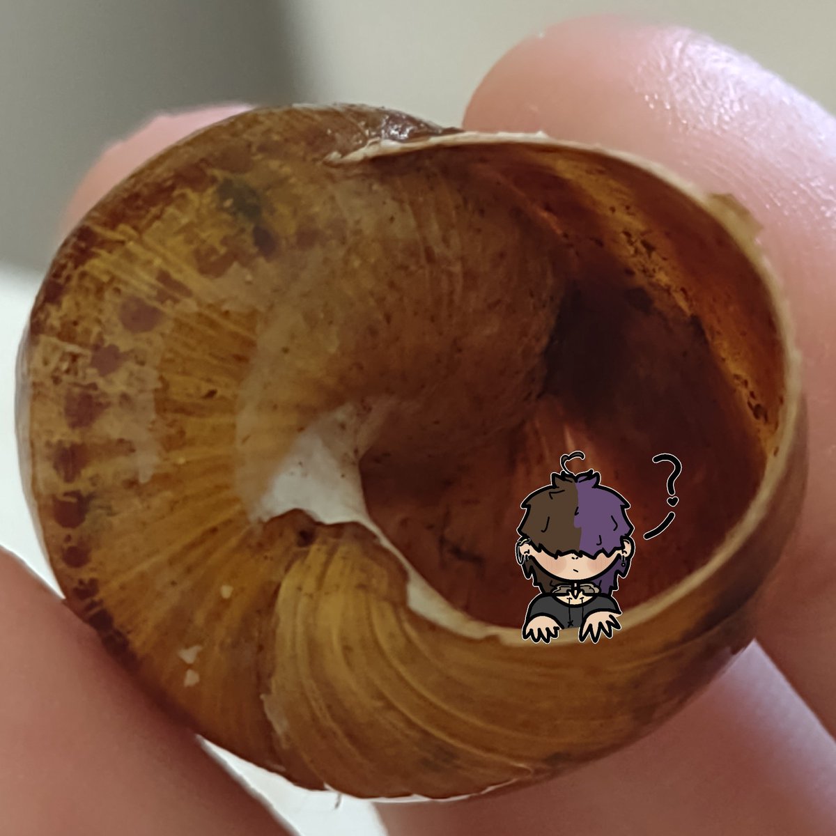 Junerzed's tweet photo. Shell.
Um. Empty???? https://t.co/WdyfS6SkZr