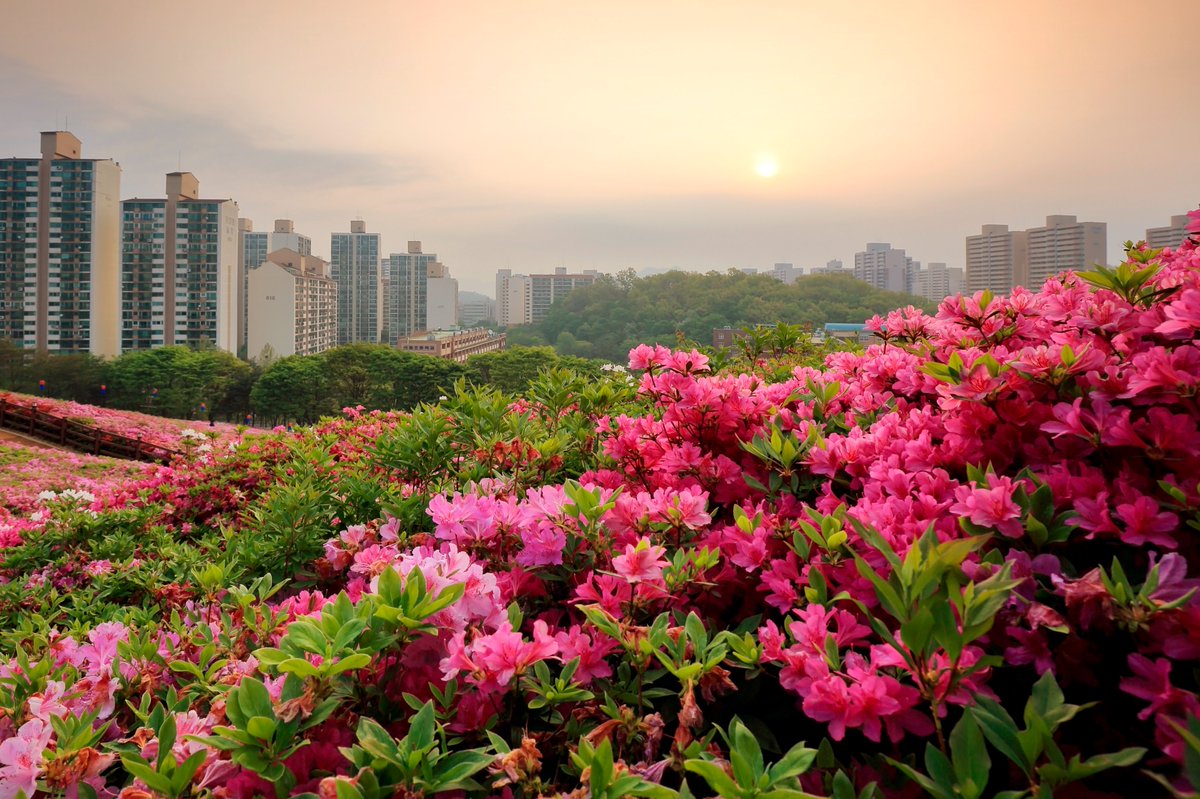 KoreanTravel's tweet photo. Royal azaleas covering the hill purple!🥰The festival period has moved up and extended to 10 days from April 21-30😉
💠Travel Highlights: https://t.co/YpDeCtYKjE
#VISITKOREA #royalazalea #spring #flowers #korea #travel https://t.co/mky28V9vof