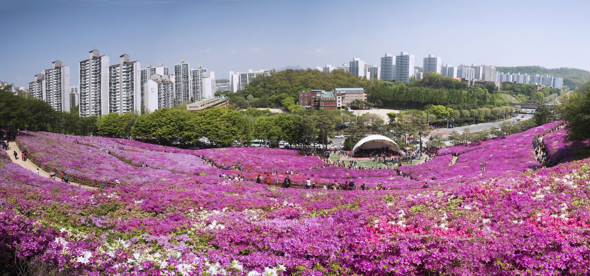 KoreanTravel's tweet photo. Royal azaleas covering the hill purple!🥰The festival period has moved up and extended to 10 days from April 21-30😉
💠Travel Highlights: https://t.co/YpDeCtYKjE
#VISITKOREA #royalazalea #spring #flowers #korea #travel https://t.co/mky28V9vof