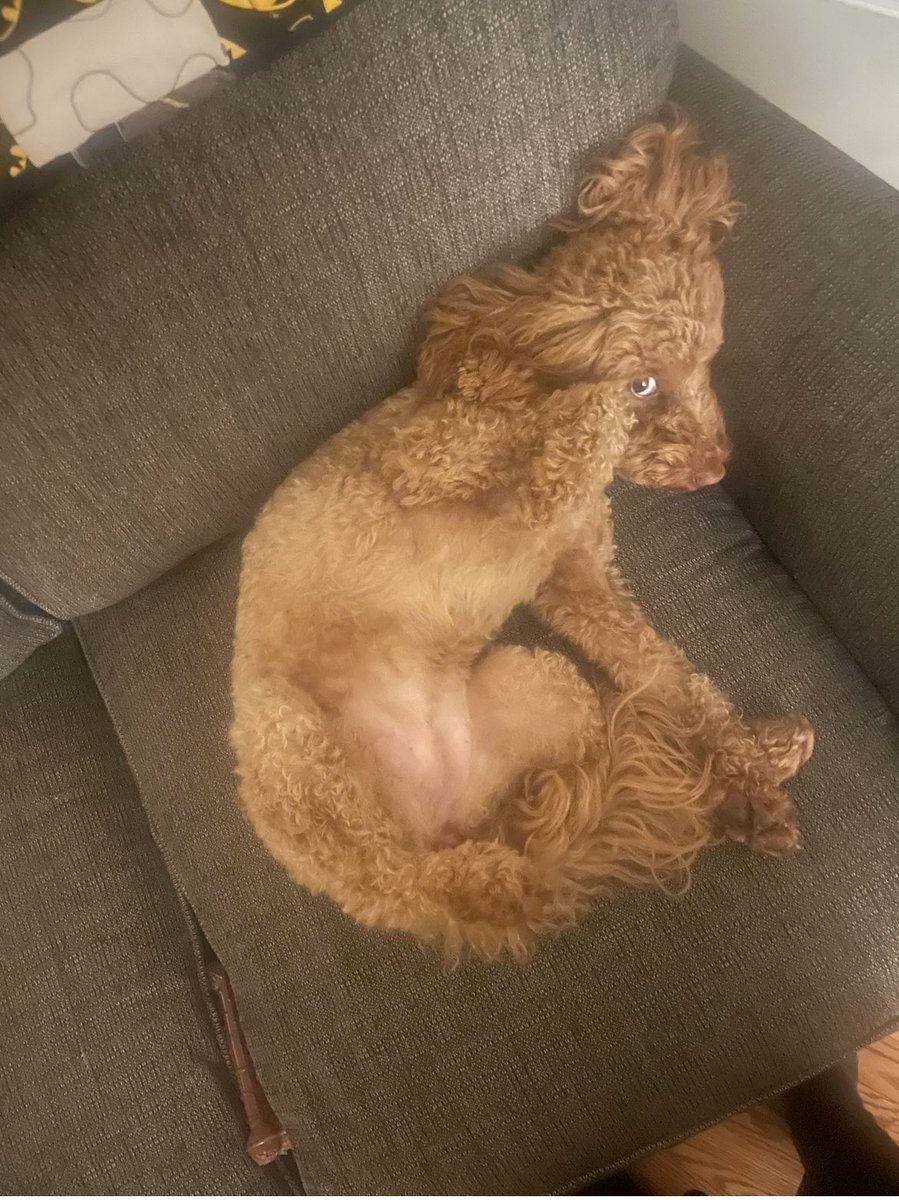 MellowMaddie2's tweet photo. Less photo snappy and more belly scratchy please! I’m even giving you extra room! 😂 #DogsofTwittter https://t.co/YTeWk5sMwz