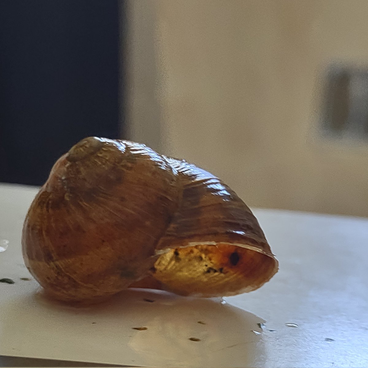 Junerzed's tweet photo. Shell.
Um. Empty???? https://t.co/WdyfS6SkZr