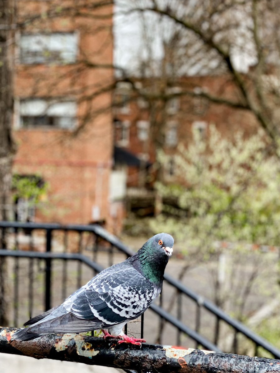 rukhsar jaffer tweet media