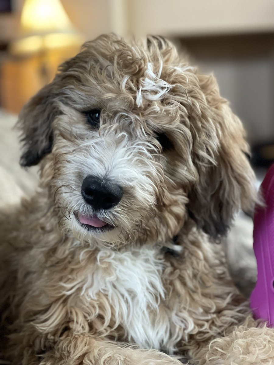 The moose is on the loose! #GoAvsGo